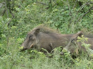 Warthogs are seriously ugly critters!!