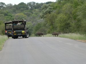 Warthogs crossing the road