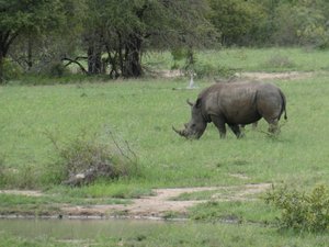 White rhino in Kruger
