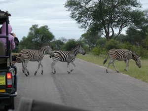 Zebras crossing