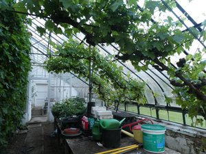 Huge green house full of grape vines at Newton Farm