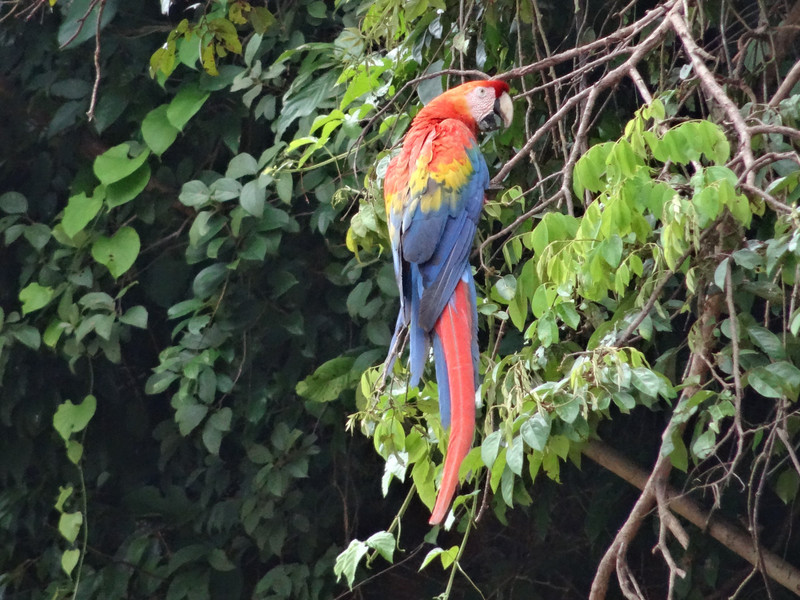 A rare scarlet Macaw