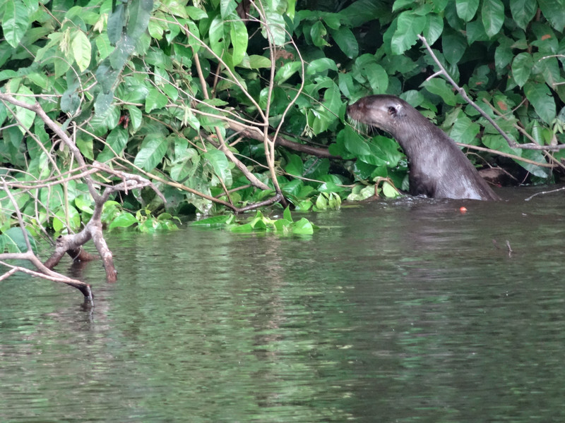 check out the size of the otter as it gets out of the water