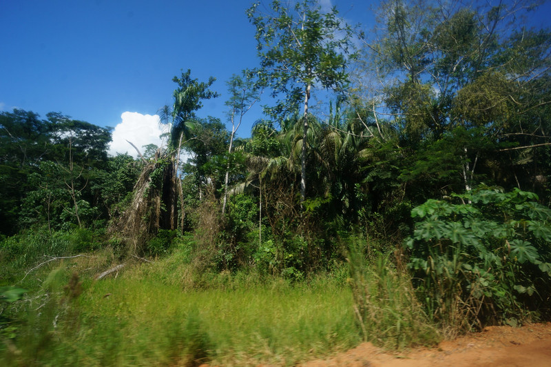 Jungle scenery