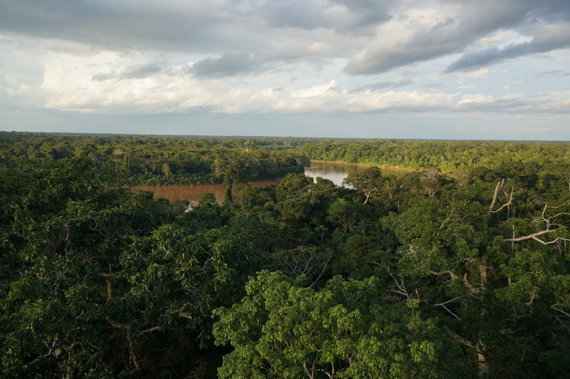 Jungle views forever from the 37 metre tower we climbed