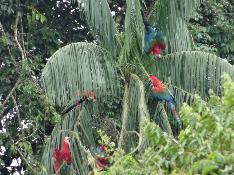 red and green Macaw parrots during a feeding frenzy