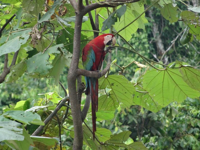 red and green Macaw