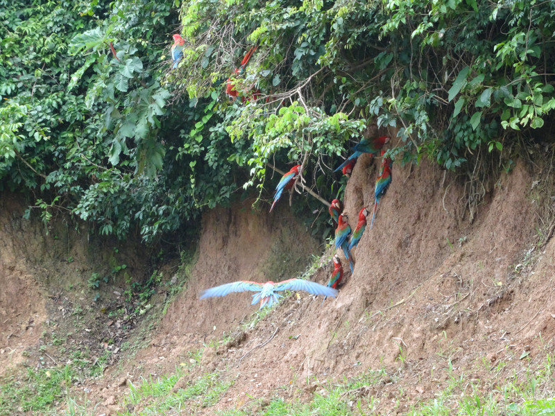 Macaws eating at and flying around the clay lick