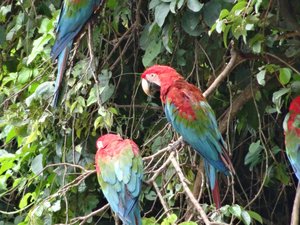 more beautiful Macaws