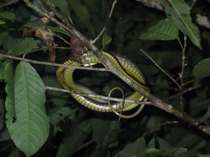 On our night walk we found this snake in the tree