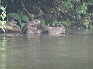 Otters on the lake bank