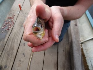 Piranaha catch number 1 - tiny fish and sharp teeth