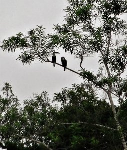 spot the two Toucans in the top of the tree - our camera was on its limit getting this photo