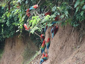 The Macaws eat the clay to neutralise the acids in the fruits they eat