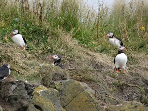 Puffins playing at Dyrholaey Beach