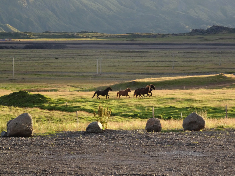 There are horses everywhere in Iceland They ride them and eat them