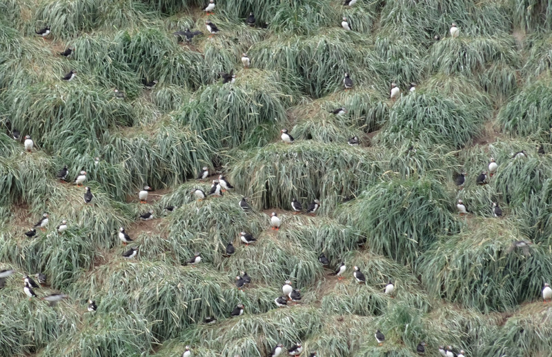 Puffins in their burrows on Lundey Island