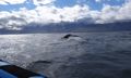 Whale diving