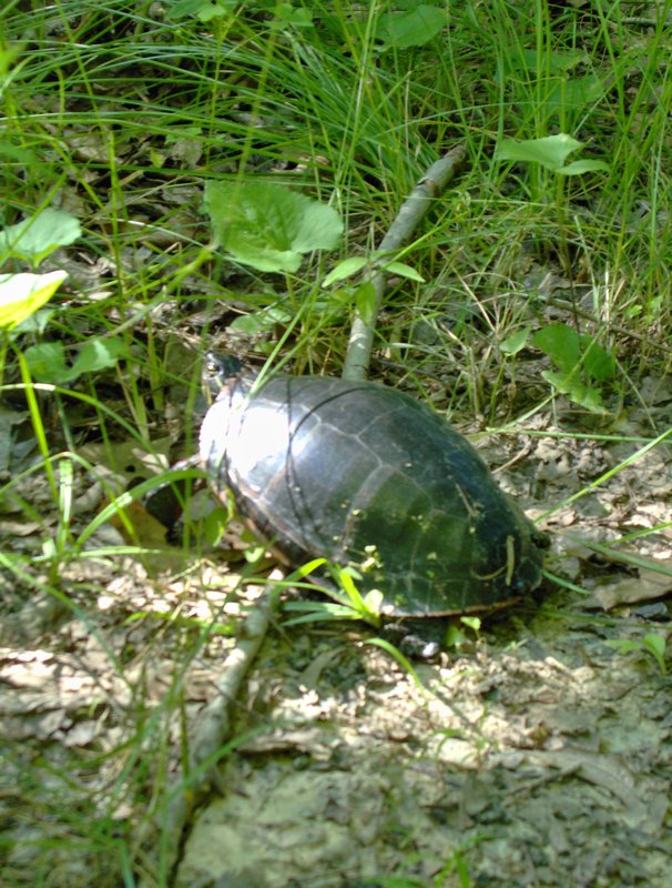 Turtle Find