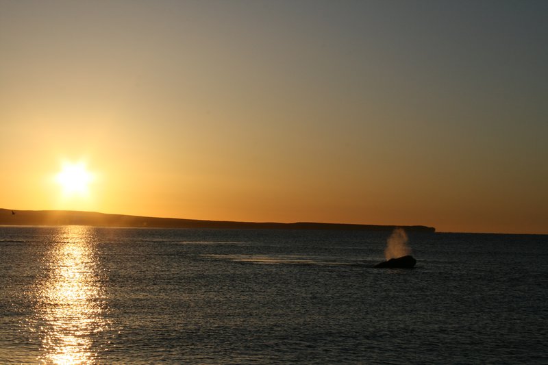Whales at dawn