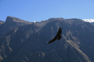 Condor