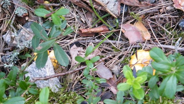 Chantrelles peeping from the undergrowth