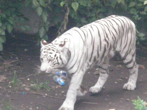 Bangali tiger