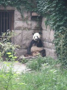The panda having lunch