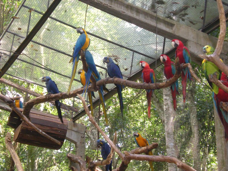 Parrot Party