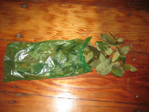 coca leaves