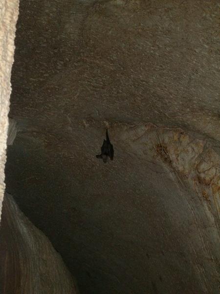 Cave Bats