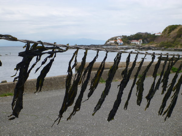 seaweed drying along the Miura Peninsula coastline