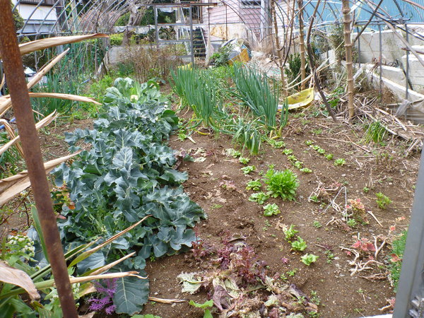 Japanese personal veggie garden