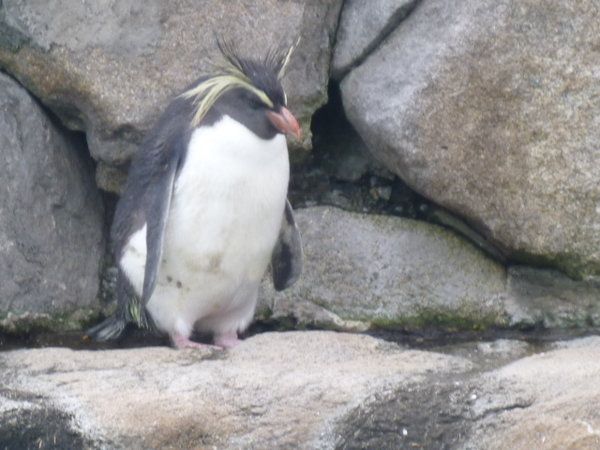 a penguin naps at the Aburatsubo Marine Park