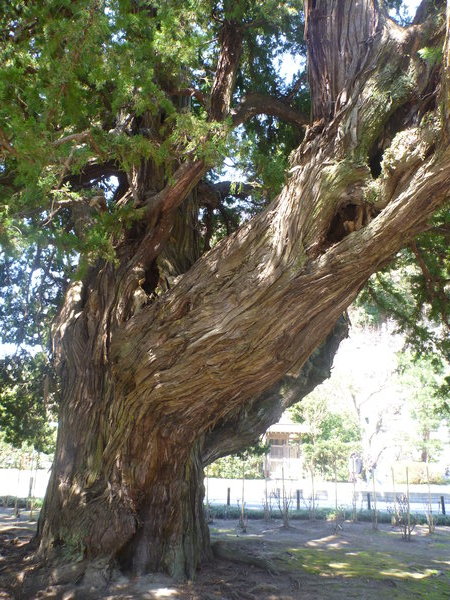 Juniper tree at Kenchoji