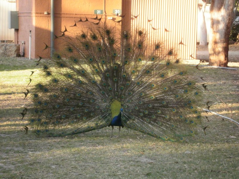 Peacock Mataranka