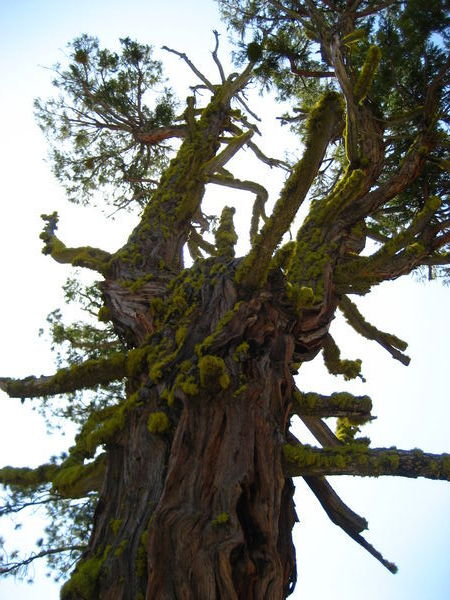 Redwood Cedar