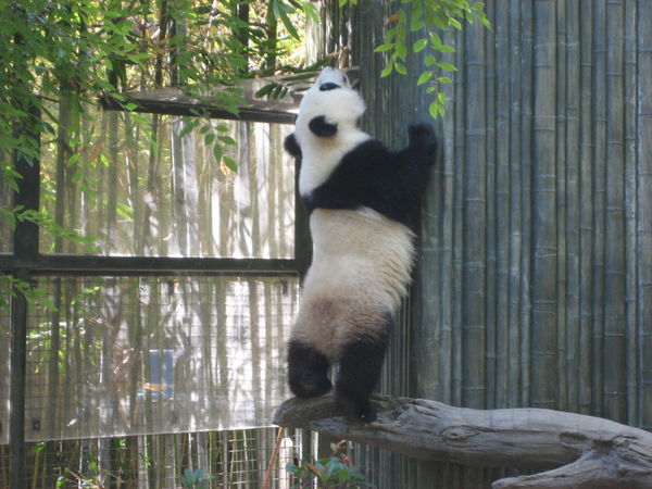 Giant Panda II