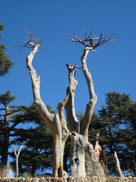 Cedar Tree Art