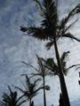 Palm trees along drive-way