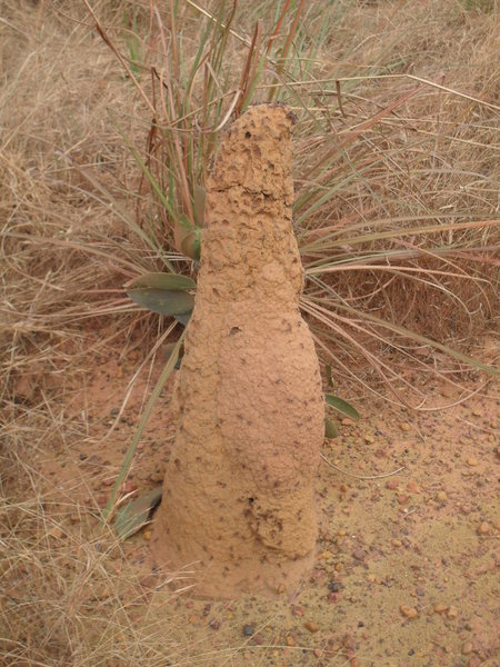 An Anthill Getting Started