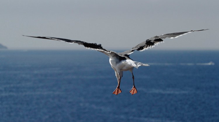 Flight of the Sea Gulls