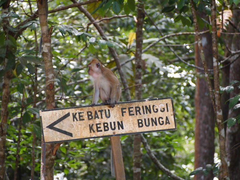 Monkey, Penang Hill