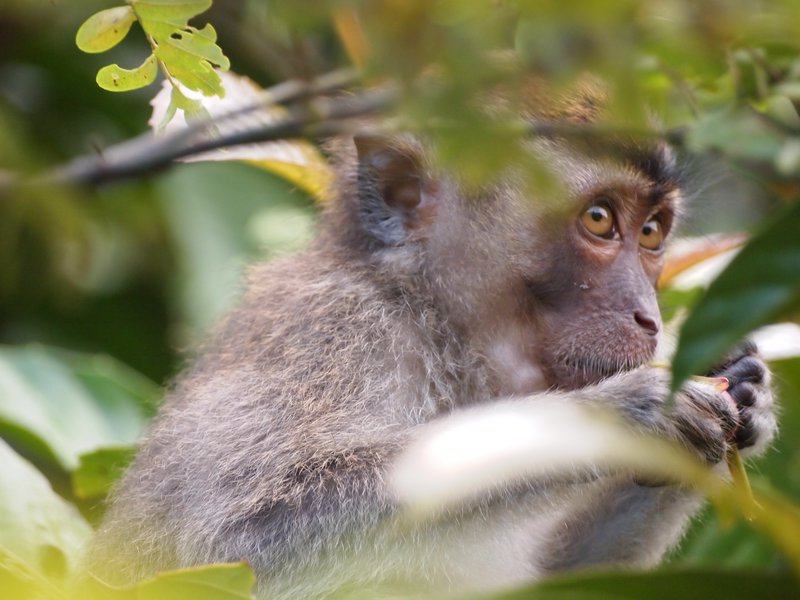 Pig-Tailed Macaque, Kinabtangan