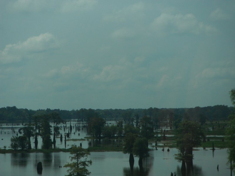 Louisiana's wet lands