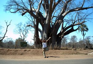 Tree pose under the Big Tree (Baobab)