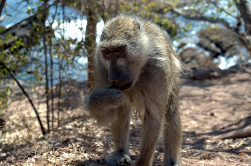 first baboon sighting