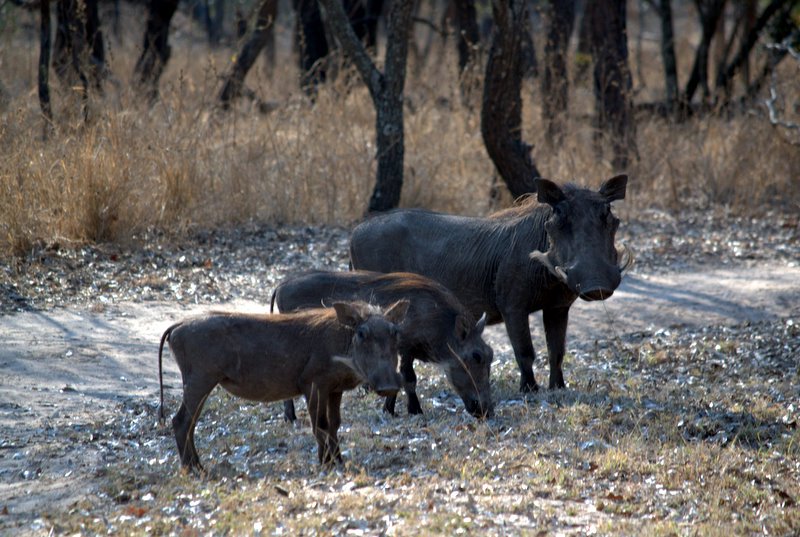 Mama warthog and her babies