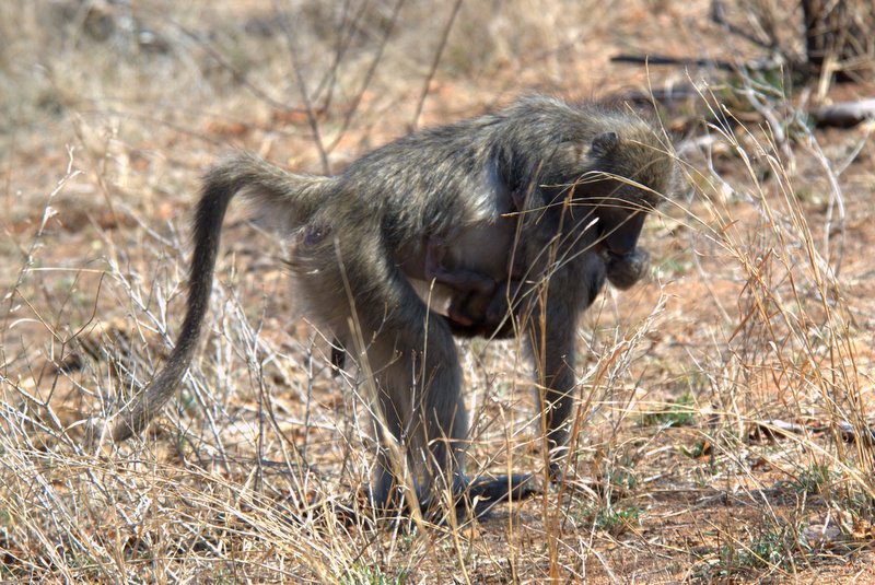 Mommy baboon with her baby on her belly