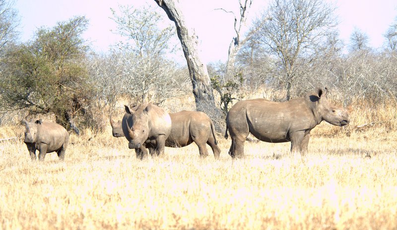 The rhinos we watched from the log